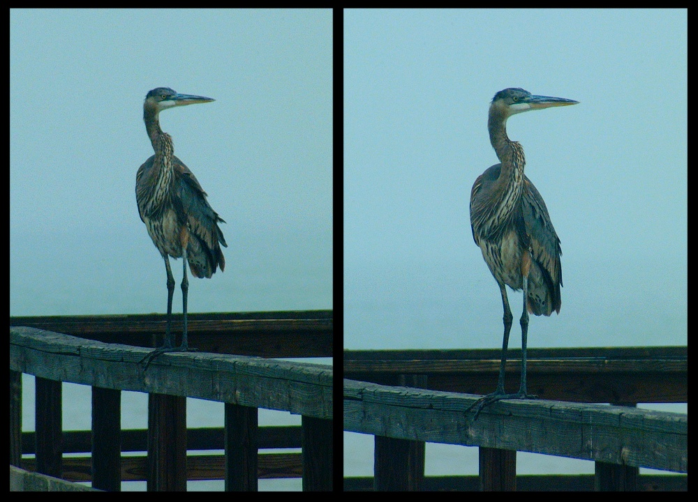 (12) great blue heron montage.jpg   (1000x720)   267 Kb                                    Click to display next picture